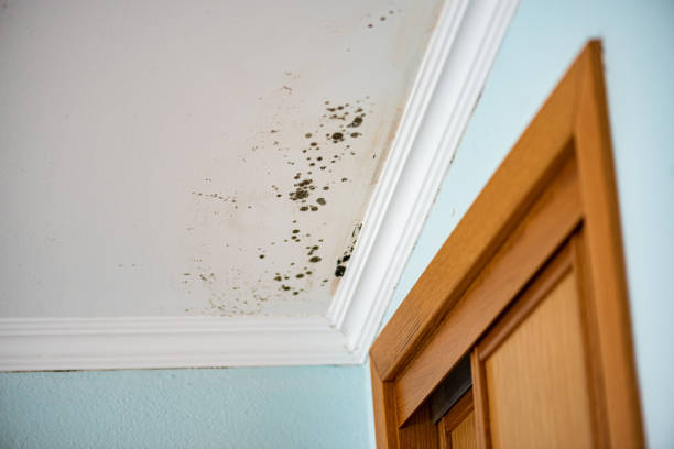 Best Attic Mold Remediation in Hobart, OK