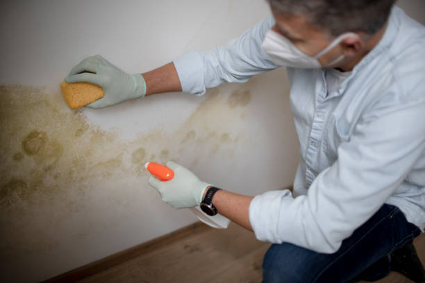 Best Basement Mold Remediation in Hobart, OK