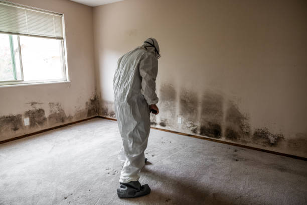 Best Crawl Space Mold Remediation in Hobart, OK