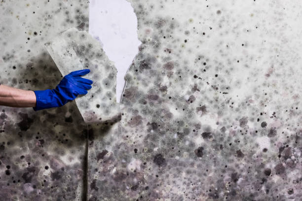 Best Emergency Mold Remediation in Hobart, OK