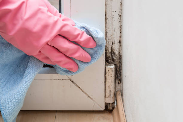 Best Localized Mold Remediation (e.g., coastal areas, humid climates) in Hobart, OK